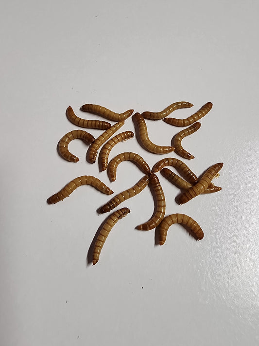 Live Large Natural Mealworms - Free Shipping!